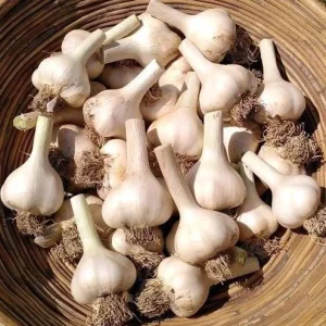 Hardneck Garlic Bulbs for Planting, 1 Pound, Heirloom White Garlic Tubers - Image 1