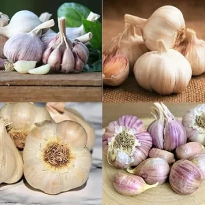 Hardneck Garlic Bulbs for Planting - 4 Mixed Varieties, Approx. 1/2 LB - Image 4