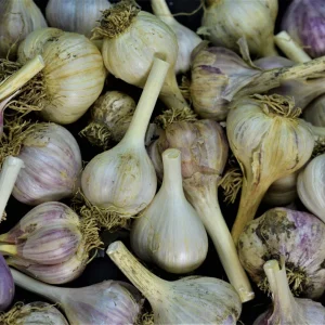 Hardneck Garlic Bulbs for Planting - Mixed Heirloom Varieties, Non-GMO Cloves - Image 3