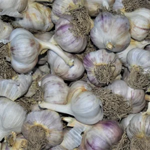 Hardneck Garlic Bulbs Mixed Varieties - Non-GMO Heirloom for Fall Planting - Image 2
