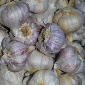 Hardneck Garlic Bulbs Mixed Varieties - Non-GMO Heirloom for Fall Planting - Image 3
