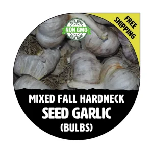 Hardneck Garlic Bulbs Mixed Varieties - Non-GMO Heirloom for Fall Planting - Image 1