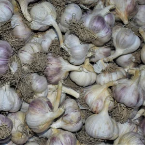 Hardneck Garlic Bulbs Mixed Varieties - Non-GMO Heirloom for Fall Planting - Image 4
