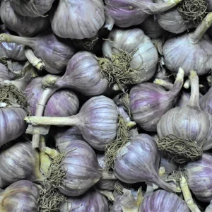 Hardneck Garlic Bulbs Mixed Varieties - Non-GMO Heirloom for Fall Planting - Image 5