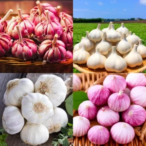 Hardneck Music Garlic Bulbs for Planting - 8-10 Count, High Yield, Fall Planting - Image 2