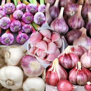 Hardneck Music Garlic Bulbs for Planting - 8-10 Count, High Yield, Fall Planting - Image 5