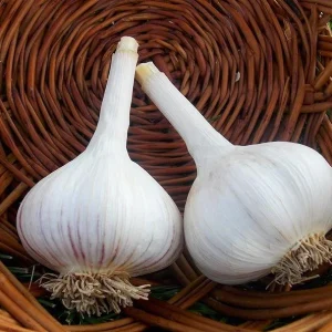 Hardneck Music Garlic Bulbs for Planting - 8 Count White Garlic Tubers - Image 4