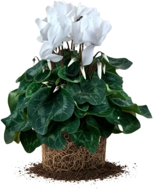 Hardy Cyclamen Live Plant – Red Flowers – 4 Inch Pot – Indoor/Outdoor - Image 2
