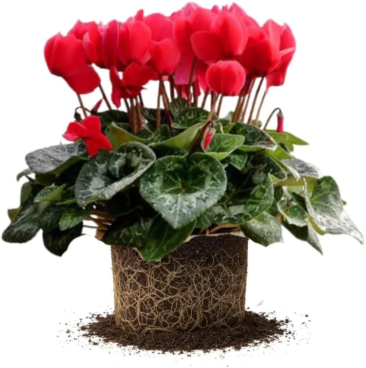 Hardy Cyclamen Live Plant – Red Flowers – 4 Inch Pot – Indoor/Outdoor - Image 1
