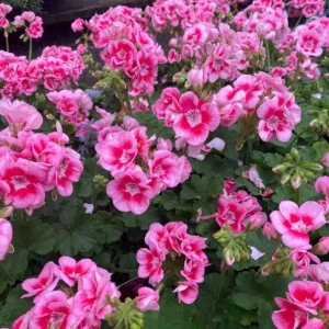 Hardy Geranium Live Plant - Fragrant Bicolor Flowers, 5-8