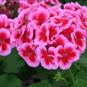 Hardy Geranium Live Plant - Fragrant Bicolor Flowers, 5-8