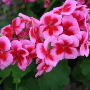 Hardy Geranium Live Plant - Fragrant Bicolor Flowers, 5-8