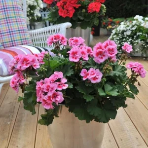 Hardy Geranium Live Plant - Fragrant Bicolor Flowers, 5-8
