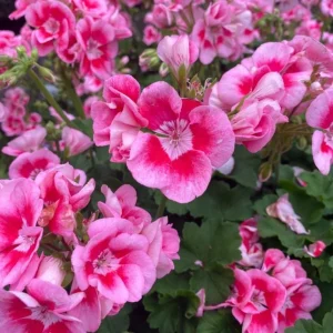 Hardy Geranium Live Plant - Fragrant Bicolor Flowers, 5-8