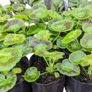 Hardy Geranium Live Plant - Fragrant Bicolor Flowers, 5-8