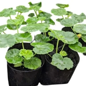 Hardy Geranium Live Plant – Fragrant Lavender Flowers, Pelargonium, 5-8