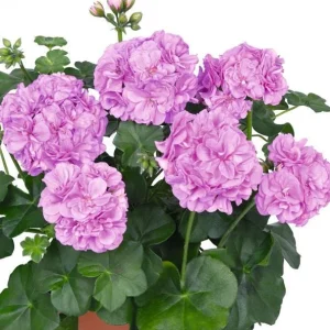 Hardy Geranium Live Plant – Fragrant Lavender Flowers, Pelargonium, 5-8