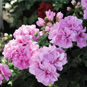 Hardy Geranium Live Plant – Fragrant Lavender Flowers, Pelargonium, 5-8