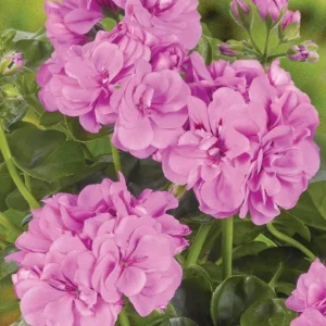 Hardy Geranium Live Plant – Fragrant Lavender Flowers, Pelargonium, 5-8