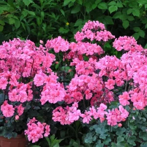 Hardy Geranium Live Plant - Fragrant Pink Flowers, 5-8