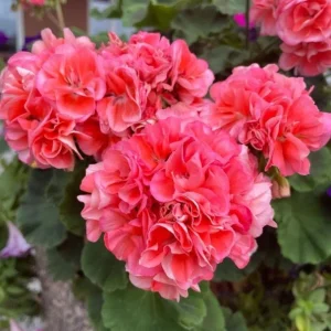 Hardy Geranium Live Plant - Fragrant Pink Flowers, 5-8