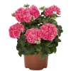 Hardy Geranium Live Plant - Fragrant Pink Flowers, 5-8" Tall, Outdoor Perennial - Image 1