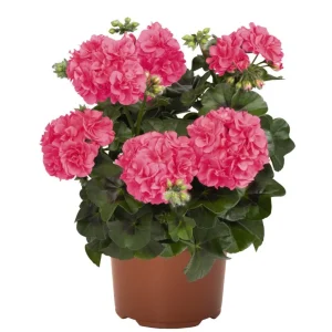 Hardy Geranium Live Plant - Fragrant Pink Flowers, 5-8