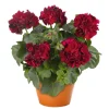 Hardy Geranium Live Plant - Fragrant Red Flowers, 5-8" Tall - Outdoor Perennial - Image 1