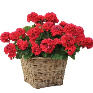 Hardy Geranium Live Plant - Fragrant Red Flowers, 5-8
