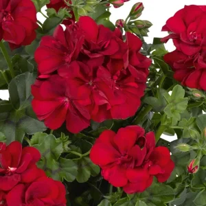 Hardy Geranium Live Plant - Fragrant Red Flowers, 5-8