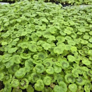 Hardy Geranium Live Plant - Fragrant Red Flowers, 5-8