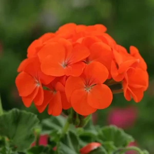 Hardy Geranium Live Plant - Orange Fragrant Flowers, 5-8