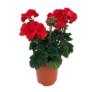 Hardy Geranium Live Plant - Orange Fragrant Flowers, 5-8