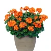 Hardy Geranium Live Plant - Orange Fragrant Flowers, 5-8" Tall Starter - Image 1