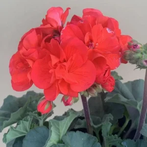Hardy Geranium Live Plant - Orange Fragrant Flowers, 5-8