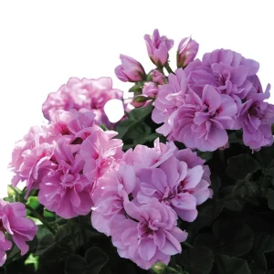 Hardy Geranium Live Plant Set - 2 Lavender Purple Cranesbill Plants, 5-8