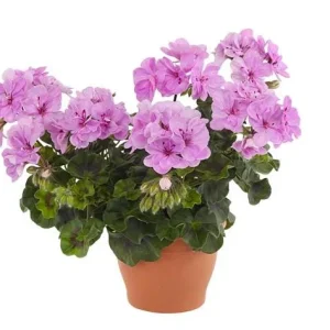 Hardy Geranium Live Plant Set - 2 Lavender Purple Cranesbill Plants, 5-8