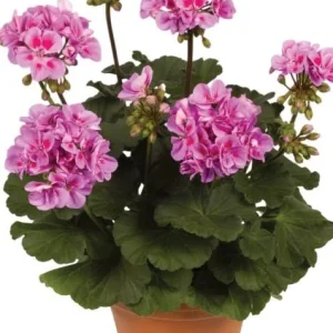 Hardy Geranium Live Plant Set - 2 Lavender Purple Cranesbill Plants, 5-8