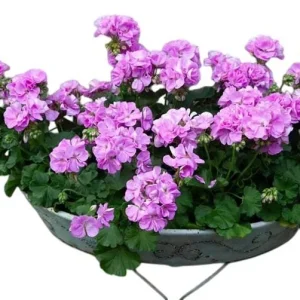 Hardy Geranium Live Plant Set - 2 Lavender Purple Cranesbill Plants, 5-8