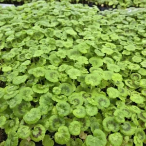 Hardy Geranium Live Plants, Set of 2, Pink Flowers, 5-8