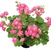 Hardy Geranium Live Plants, Set of 2, Pink Flowers, 5-8" Tall Outdoor Perennial - Image 1