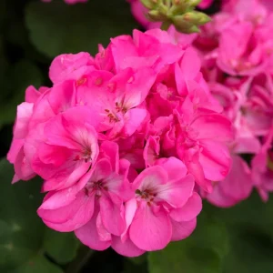 Hardy Geranium Live Plants, Set of 2, Pink Flowers, 5-8