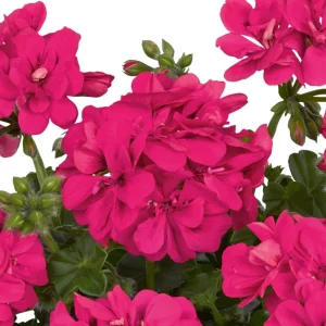 Hardy Geranium Live Plants, Set of 2, Pink Flowers, 5-8