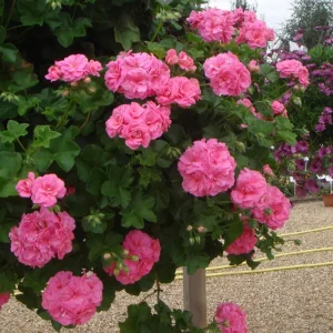 Hardy Geranium Live Plants, Set of 2, Pink Flowers, 5-8