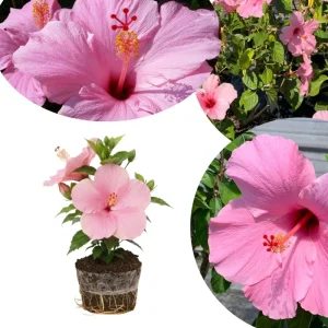 Hardy Hibiscus Live Plant – Pink Flowers, 7-12