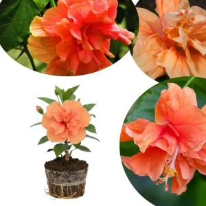 Hardy Hibiscus Live Plant – Pink Flowers, 7-12