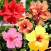 Hardy Hibiscus Live Plants - Set of 4 Assorted, 3-5" Tall Plugs, Outdoor Perennials - Image 1