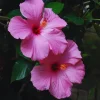 Hardy Hibiscus Plants Live - Pink Flowers - 3 to 5 Inch Starter Plants - Image 1