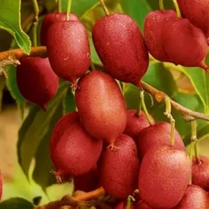 Hardy Kiwi Berry Vine Live Plant - Cold Hardy Edible Fruit, 4-9