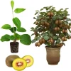 Hardy Male Kiwi Plant Live Vine – 5-9" Starter for Fruit Production - Image 1